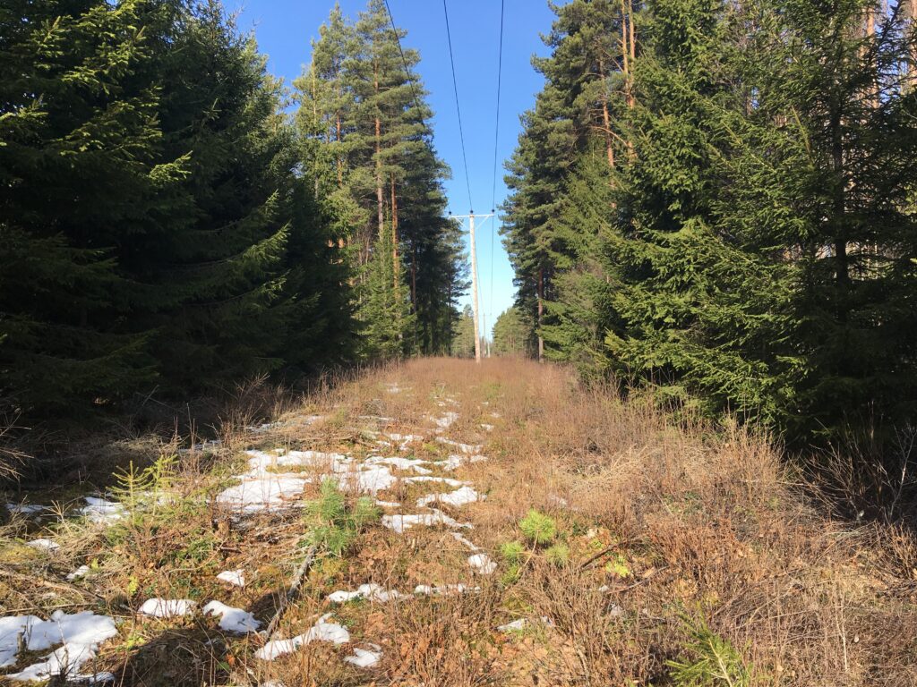 En elledning genom en skog där träden är borttagna under elledningen.