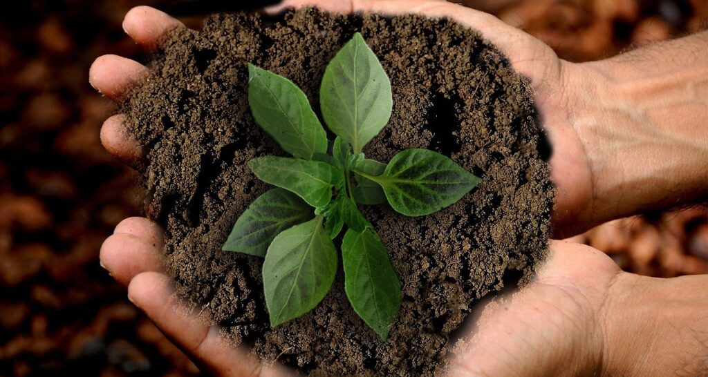 Ett par händer håller fram en hög med jord i vilken det växer en planta.