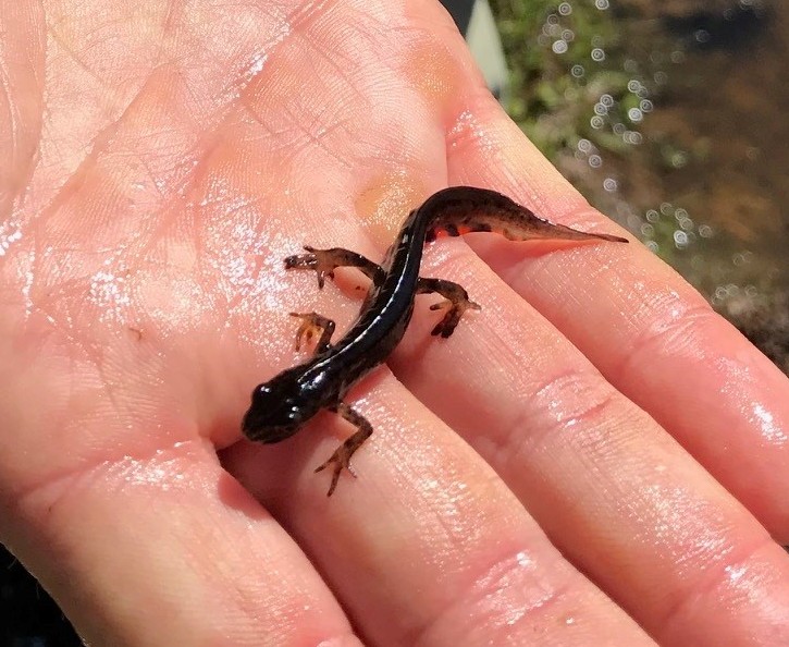 En mindre vattensalamander i en hand