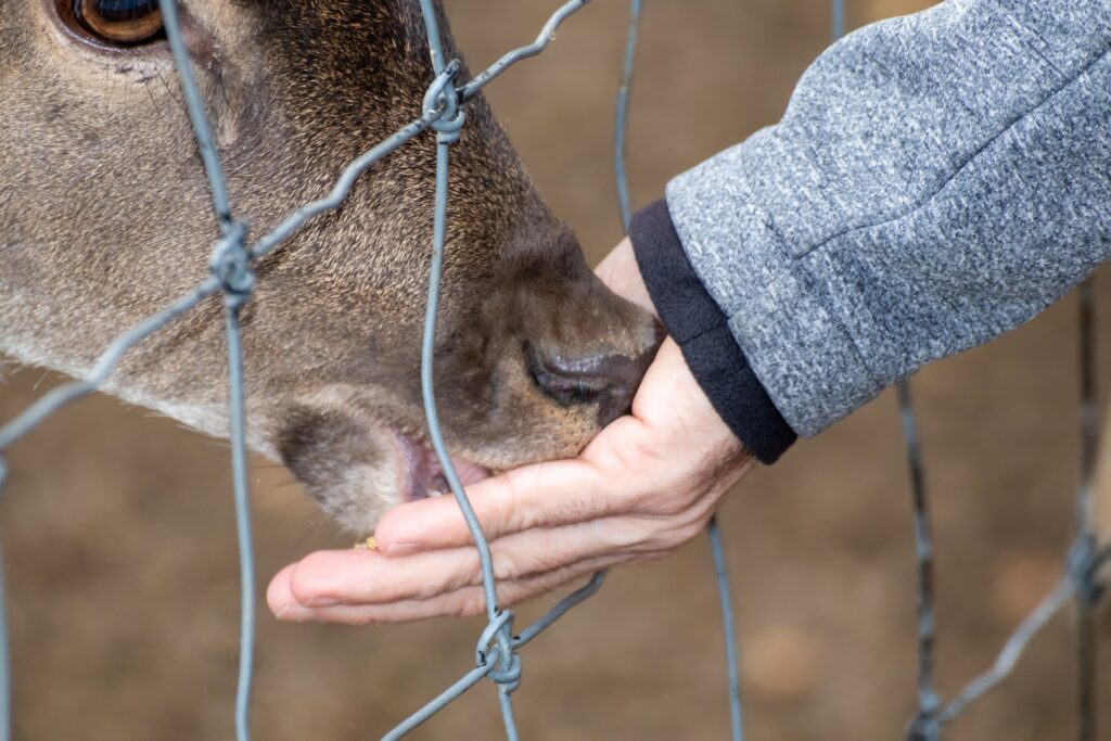 En hjort äter något ur en människohand. Människan och hjorten är på varsin sida av ett staket.